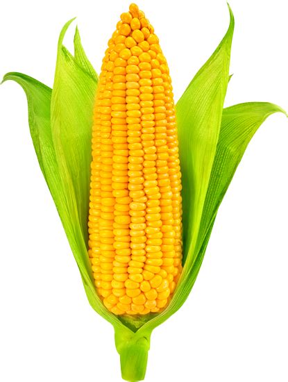 shop  selection   gmo corn products  wholesale orders