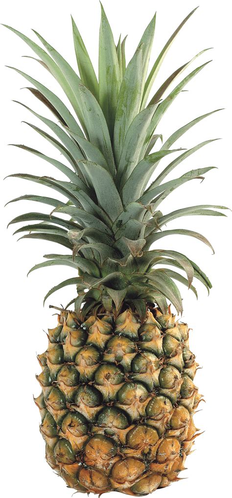 Pineapple Png Image Download Transparent Hq Png Download Freepngimg