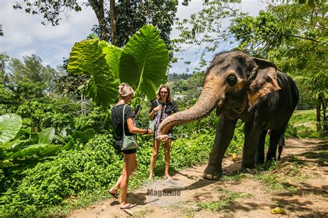 Play with elephants at Elephant Care