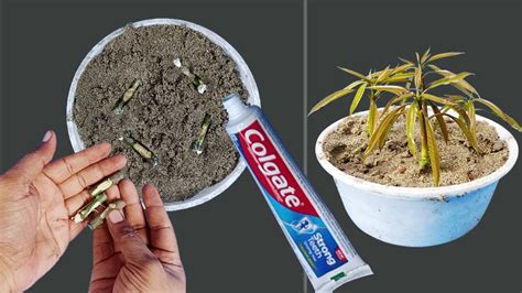 New Way To Propagate Mango Tree From Cutting Very Easy Techniques