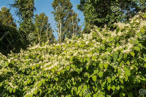 Invasive Japanese Knotweed Reynoutria Japonica Stock Photo Image Of