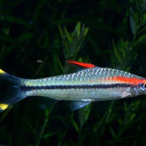 Can You Keep Denison Barb With Neon Tetras Diy Seattle