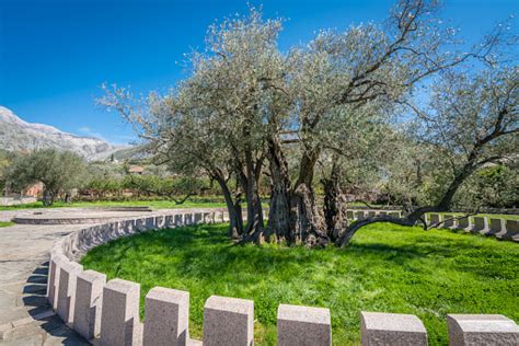 Pohon Zaitun Tertua Di Eropa Foto Stok - Unduh Gambar Sekarang - 2000, Alam, Balkan - iStock