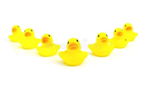 Company Of Seven Yellow Rubber Toy Ducks Isolated On White Background