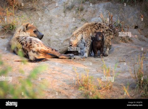 Hyena with two cubs Stock Photo - Alamy