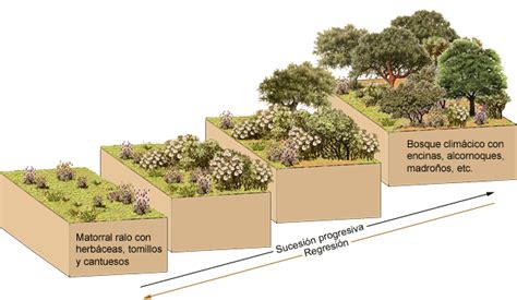 Sucesi N Ecol Gica La Evoluci N De Los Ecosistemas Biolog A En