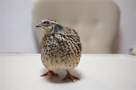 Sexing Coturnix Quail The Easy Way 4 Simple Methods This Happy Farm