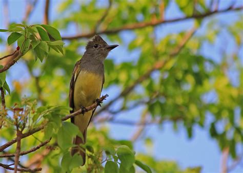 Great Crested Flycatcher