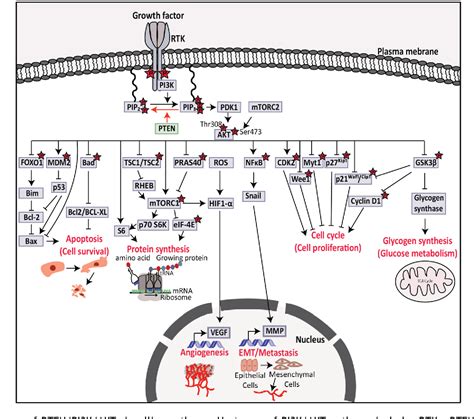 Figure 1 From Synthetic Lethal Approaches To Target Cancers With Loss