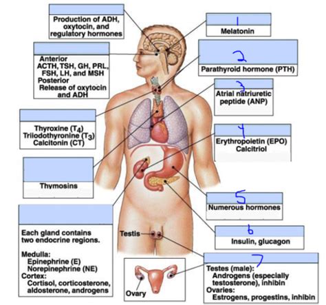 Endocrine Flashcards | Quizlet 