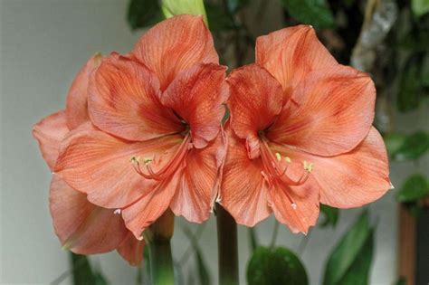 How To Plant Grow And Care For Amaryllis Outdoors Dengarden