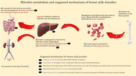 [figure Figure 1 A Summary Of Bilirubin Metabolism And Suggested