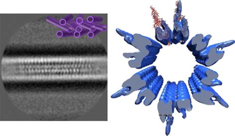 High Resolution Cryo Electron Microscopy Reveals The Unique Striated