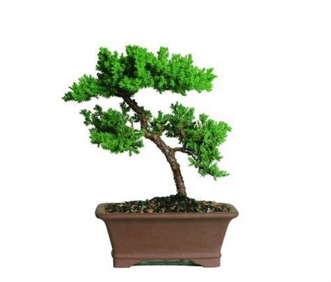 Brussels Green Mound Juniper Bonsai Brussels Bonsai Bonsai Tree Types