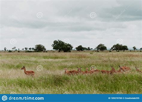 Manada De Ciervos En El Campo En El Parque Nacional Mikumi Morogoro