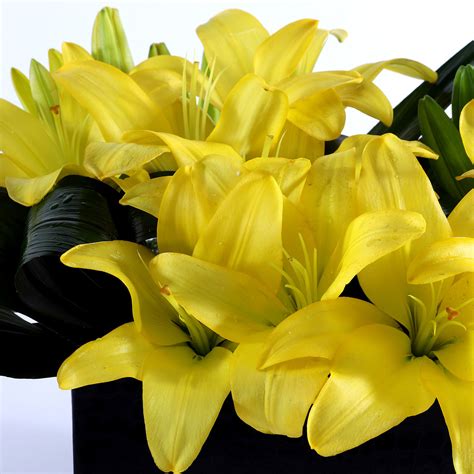 Buy/Send Asiatic Yellow Lilies Online- Ferns N Petals