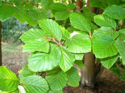 Бук європейський (лісовий): опис, де росте, як виростити, фото