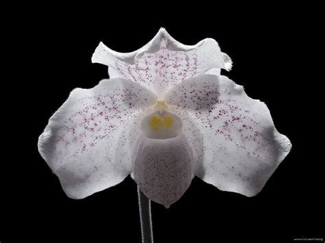 Hortus Orchis Paphiopedilum Niveum