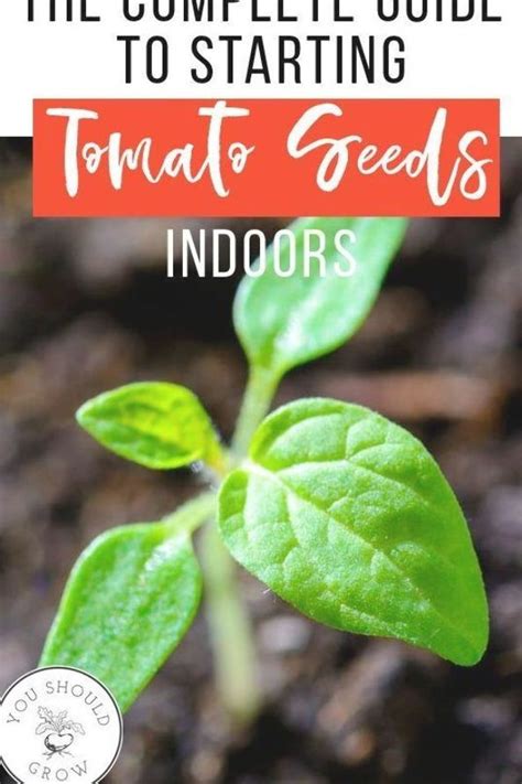 The Complete Guide To Starting Tomato Seeds Indoors One Of The Best