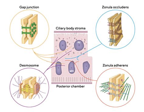 The Role Of The Ciliary Body In Aqueous Humor Formation Ocl