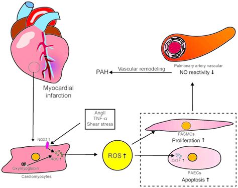 Heart‑lung Crosstalk In Pulmonary Arterial Hypertension Following