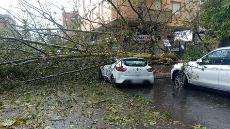 Maltempo A Milano Alberi Caduti E Strade Chiuse Diverse Linee Di Tram