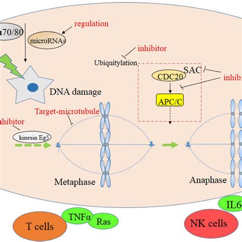 Signaling Pathway Associated With Chromosomal Instability Download