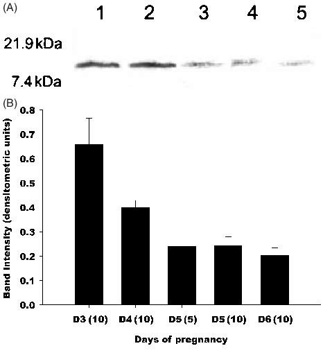 A Western Blot Analysis Of Monocyte Chemotactic Protein Mcp