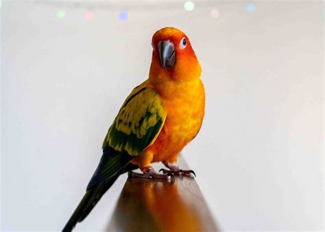 Sun Conure Care Poodles And Parrots