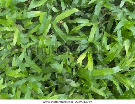 Green Grass Under Your Feet Images Stock Photos Vectors