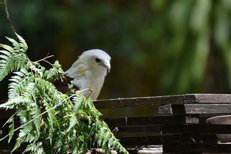 Eagle chick | Two eagle chicks were on a wooden platform rig… | Flickr