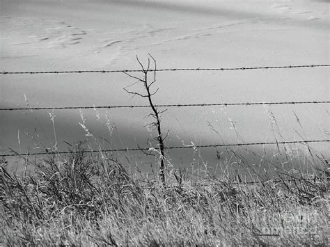 Fenced In Bw001 Photograph By Jor Cop Images Fine Art America