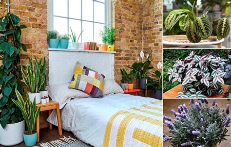 11 Plantas Que Puedes Poner En El Dormitorio