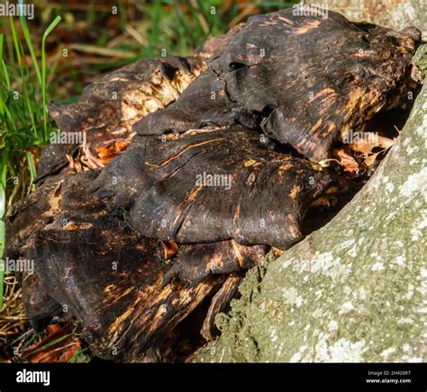 Close Up Of A Chaga Mushrooms Inonotus Obliquus A Fungus In The