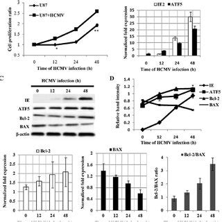 Effect Of HCMV Infection On Cell Proliferation And Expression Of ATF5