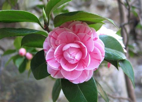 9 Tipos Y Variedades De Camelias Increíbles Para Tu Jardín Sembrar100