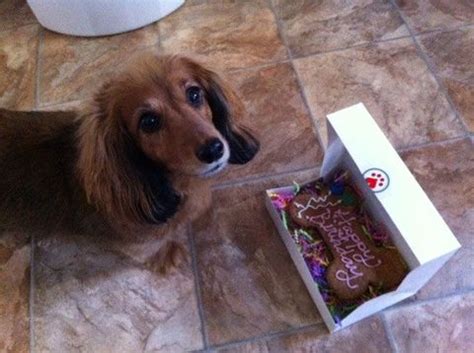 Dogs Eating Cake - Cute Photos of Dogs