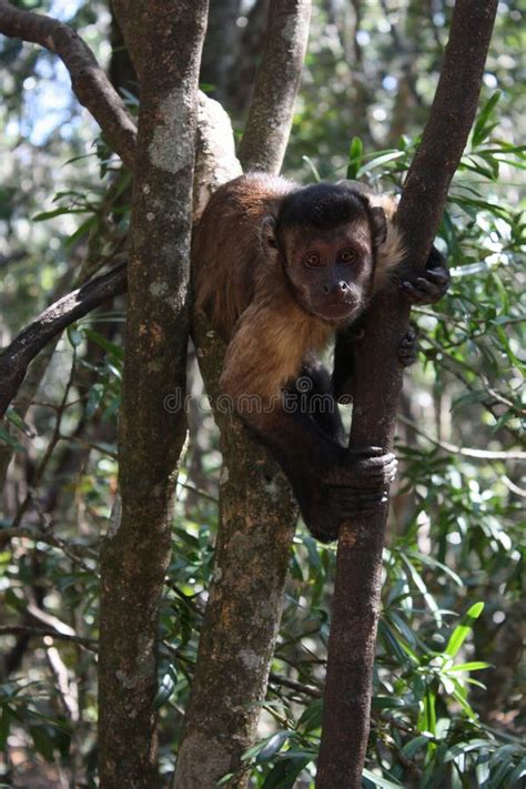 Cheeky Bearded Capuchin Monkeys Stock Photo Image Of Black Bearded