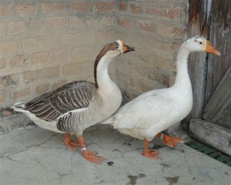 Poultry Geese Leafconagro