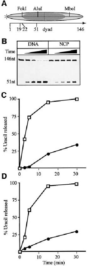 Excision Of Uracil By The SMUG1 DNA Glycosylase A An 8