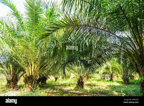 Palm Oil Tree Leaf