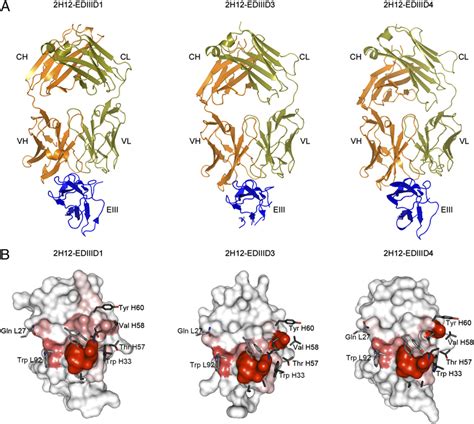 Crystal Structure Of The 2h12 Fab Complexed With Ediii A