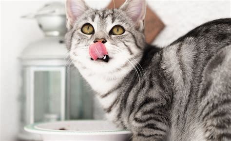 Notre sélection des meilleures gamelles anti glouton pour chat