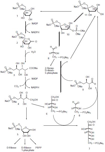 Pentose Phosphate Pathway