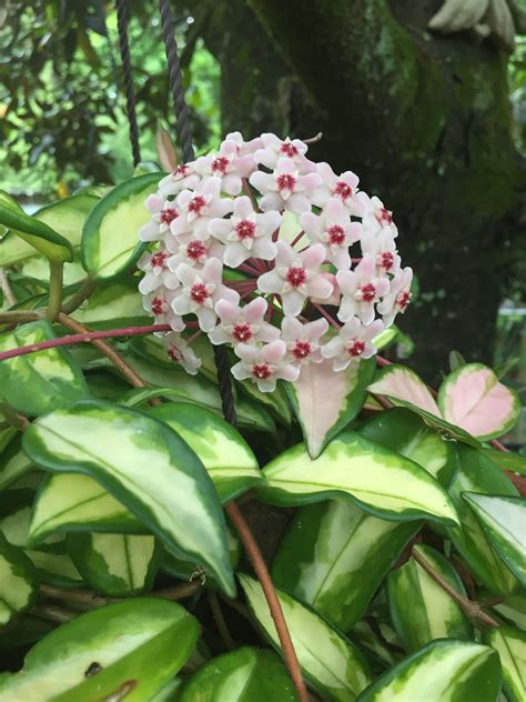 Hoya Carnosa Variegata