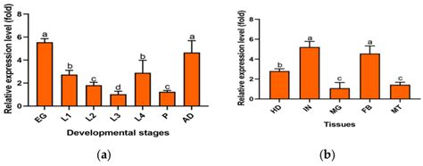 Spatiotemporal Expression Profiles Of The PxMetAP1 Gene In The G88