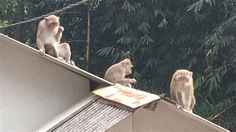 Kawanan Monyet Turun Ke Pemukiman Warga Di Bandung Ada Apa Kumparan