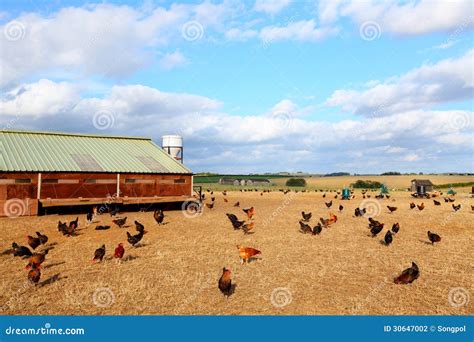 Chicken Farm stock photo. Image of horizontal, farmbackground - 30647002