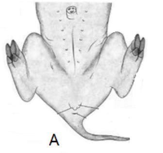 Bio Lab Exam Study Guide Ch Basic Mammalian Anatomy Flashcards