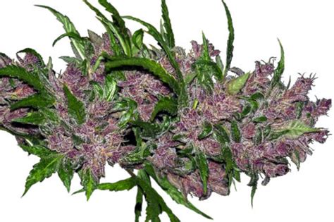 22 Best PURPLE Cannabis Strains to Grow from Seed | Mold Resistant Strains